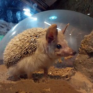 Long-eared hedgehog