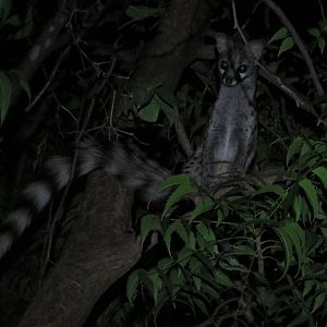 Common genet