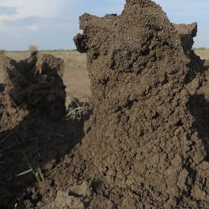 Termite mound