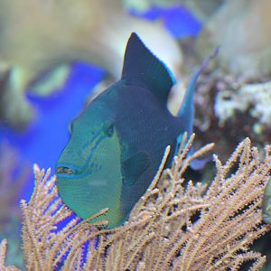 Red-toothed triggerfish