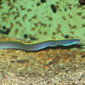 Ribbon eel