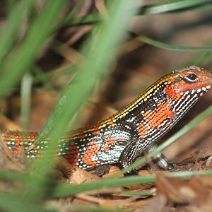 Fire skink