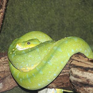 Green tree python