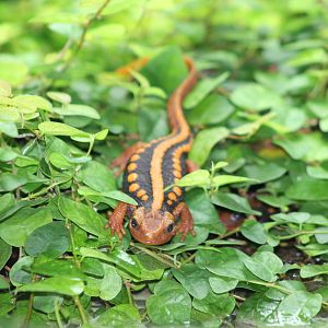Shanjing crocodile newt