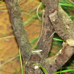 Six-lined grass lizard