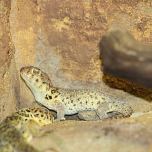 Chinese wonder gecko