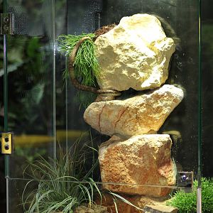 Vivarium for Tartar sand boa