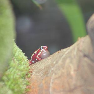 Anthony's poison dart frog