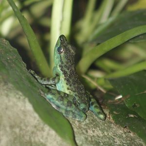 Black-dotted rock frog