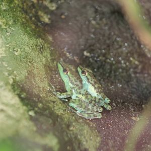 Black-dotted rock frog