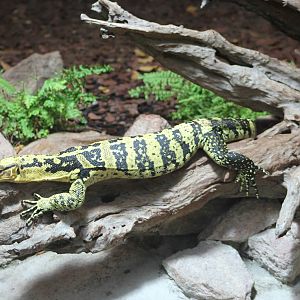 Mindanao water monitor
