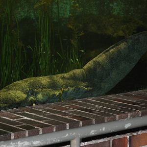 Chinese giant salamander