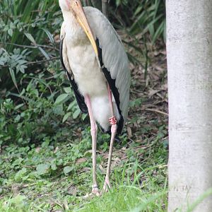 Milky stork or Yellow-billed stork?