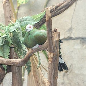 White-bellied imperial pigeon