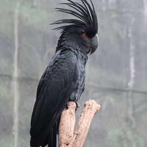 Lesser palm cockatoo