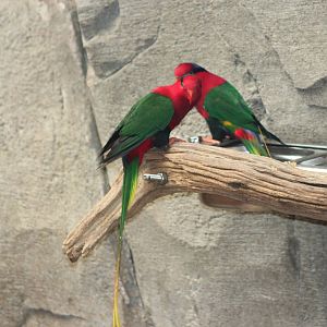 Mount Goliath Papuan lory