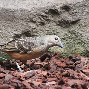 Fawn-breasted bowerbird