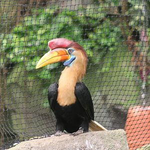 Sulawesi knobbed hornbill