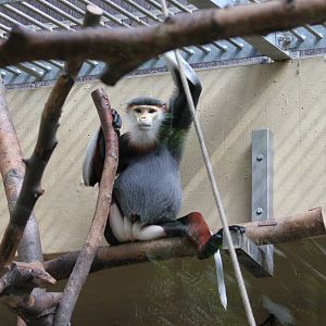 Red-shanked douc langur