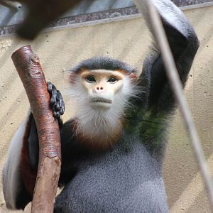 Red-shanked douc langur