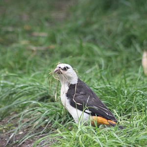 White-headed buffalo weaver