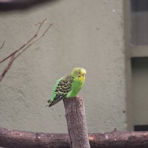 Wild-type budgerigar