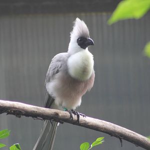 Bare-faced go-away bird