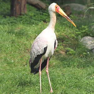 Milky stork or Yellow-billed stork?
