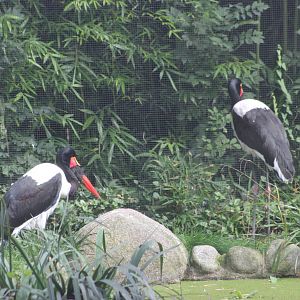 Saddle-billed stork