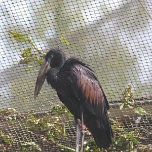African open-bill stork
