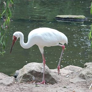 Siberian crane
