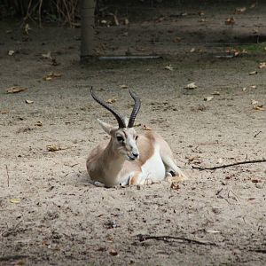 Persian goitered gazelle