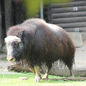 Greenland musk ox