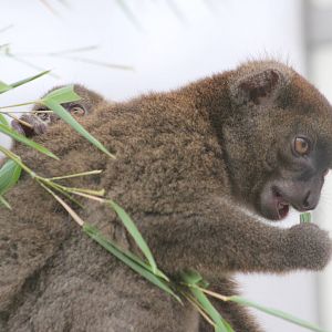 Greater bamboo lemur