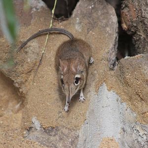 Rufous elephant shrew