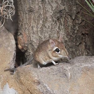 Rufous elephant shrew