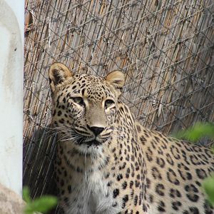 Persian leopard