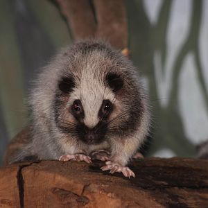 Northern Luzon cloud rat