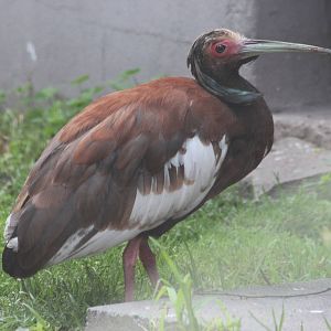Madagascar crested ibis