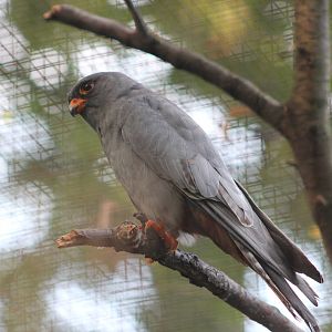 Red-footed falcon