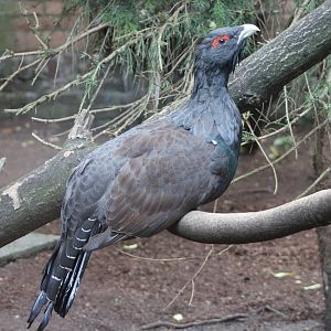 Western capercaille