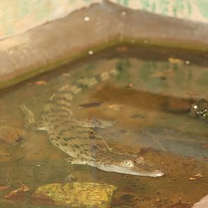 Young Philippine crocodile
