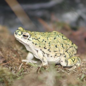 Green toad