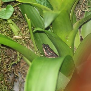 Cayenne stubfoot toad