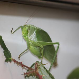 Cuban katydid