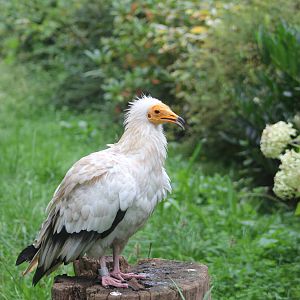 Western Egyptian vulture