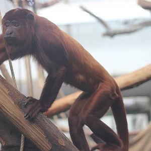 Venezuelan red howler