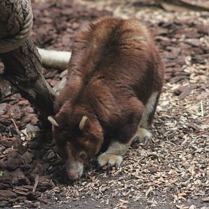 Matschie's tree-kangaroo