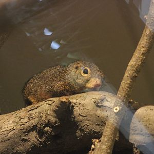 Red-legged sun squirrel