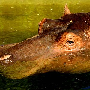 Hippopotamus; Stuttgart; 10th September 2015
